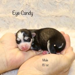 Eye Candy - Black and white male Pomsky puppy in Denham Springs, Louisiana from Bayouland Pomskies