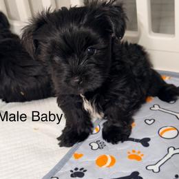 Baby - Black and gold male Yorkshire Terrier puppy in Gilbert, Arizona from Yorkie Your Soulmate Puppy