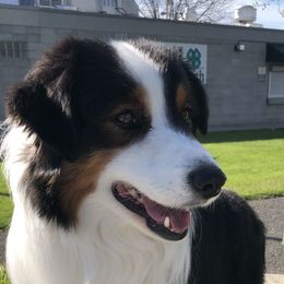 Gchb Peaceful acres knocked out in style Rn ca bcat - Miniature American Shepherd