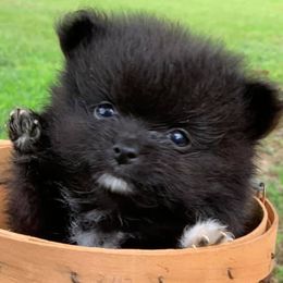 Pomeranians from P31 Poms
