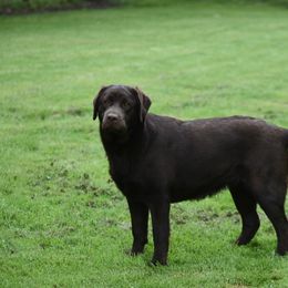 French Bulldog and Labrador Retriever Puppies from Gainesfield Labradors
