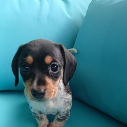Blue bell - Piebald female Dachshund puppy in Opelika, Alabama from Dachshund Darlins