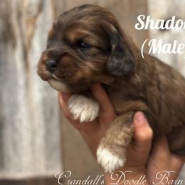 Shadow - Brown roan male Cockapoo puppy in Payson, Utah from Crandall’s Doodle Barn