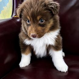 Tauros docked tail - Red tri-color male Australian Shepherd puppy in Chaplin, Connecticut from Mystic Moon