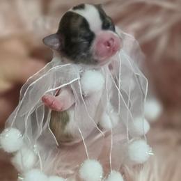 Tyson - Sable spotted white male Chihuahua puppy in Brooksville, Florida from Daystars Chihuahuas