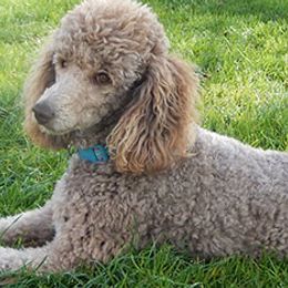 Australian Labradoodles from Sweet Home Labradoodles