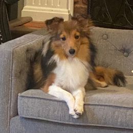 CeCe - Toy Shetland Sheepdog