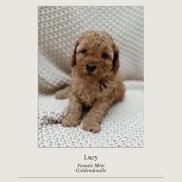 Goldendoodle Puppies from Fountain Valley Doodles