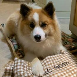 Auli - Icelandic Sheepdog