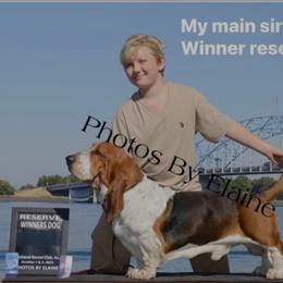 Phoenix - Basset Hound