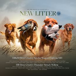 Golden Retriever puppies from Aaron Troyer