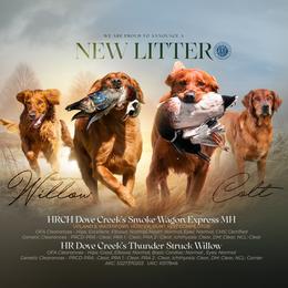 Golden Retriever puppies from Aaron Troyer