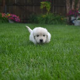 Golden Retriever Puppies from Starbrite Golden Retrievers