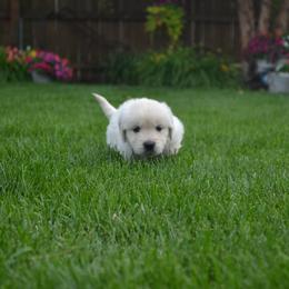 Golden Retriever Puppies from Starbrite Golden Retrievers
