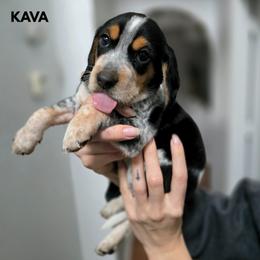 Kava - Black tan and bluetick male Beagle puppy in Coraopolis, Pennsylvania from DeNard Beagles