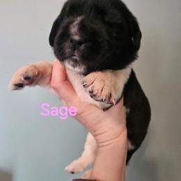 Sage - White and black female Newfoundland puppy in Honey Grove, Pennsylvania from Heinrich Family Newfoundlands