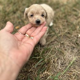 Maggie - Apricot female Maltipoo puppy in Oakland, Kentucky from Imperial Dogs