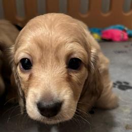 Maverick - Cream male Dachshund puppy in New Smyrna Beach, Florida from J & L Mini D’s