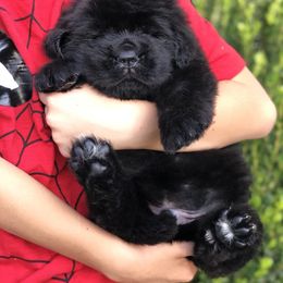 Newfoundland Puppies from Bookcliff Newfies