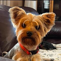 Nikki Grayce - Yorkshire Terrier
