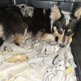 Ember - American Corgi