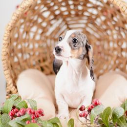 Butter - Dapple male Dachshund puppy in Neosho, Missouri from Tinker Toy Doxies