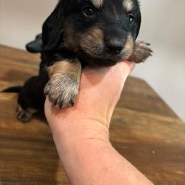 Miller - Black and cream male Dachshund puppy in White Cloud, Michigan from MI Dachshunds