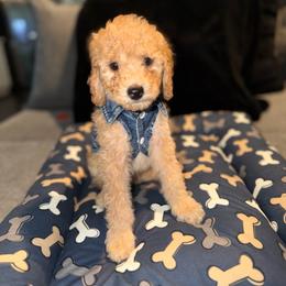 MONEY GREEN BOY - Apricot male Poodle puppy in Porter, Texas from KD's Luxury Nursery
