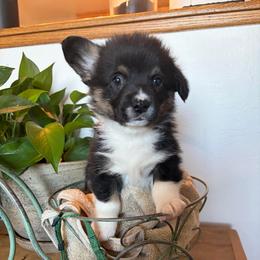 Will Byers - Black and tan male Pembroke Welsh Corgi puppy in Olathe, Colorado from Rocking LJ Breeding