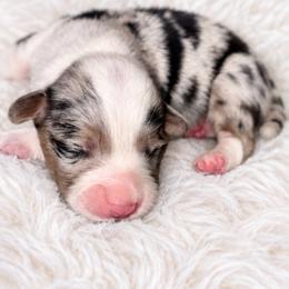Cheyenne - Blue merle and white female Cardigan Welsh Corgi puppy in Kerens, West Virginia from Leather & Lace