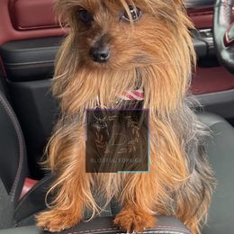 Kylo - Yorkshire Terrier
