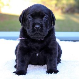 Labrador Retriever Puppies from Liberty Belle Labradors