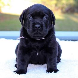 Labrador Retriever Puppies from Liberty Belle Labradors