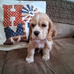 Cocker Spaniel Puppies from Country Cockers of Indiana
