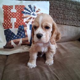 Cocker Spaniel Puppies from Country Cockers of Indiana