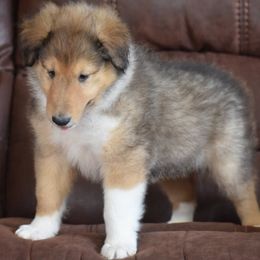 Boy 4 - male Collie puppy in Danville, Pennsylvania from Brookwood Collies, Smooth & Rough