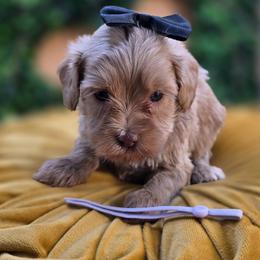 Fauna - Apricot female Goldendoodle puppy in Decatur, Tennessee from Diamond's Doodles