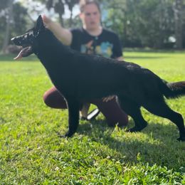 Belgian Malinois, German Shepherd, and Labrador Retriever All Grown Up from Z Canis Major