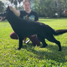Belgian Malinois, German Shepherd, and Labrador Retriever All Grown Up from Z Canis Major