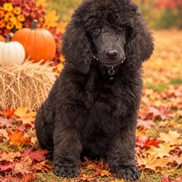 George Strait - Black male Poodle puppy in Lookout, California from Rossiter Poodles