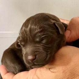 Red collar - Chocolate male Labrador Retriever puppy in Ocala, Florida from SoFlo Labradors