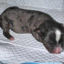 Boy 4 - Blue merle Miniature Australian Shepherd puppy in Buchanan, Georgia from Stanleyville Farm Mini Aussies