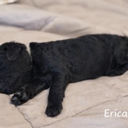 Erica Sinclair - Black female Bernedoodle puppy in Bennett, Colorado from Darling Paws Bernedoodles, LLC