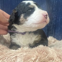 Bernedoodle Puppies from NorCal Doodle or Two