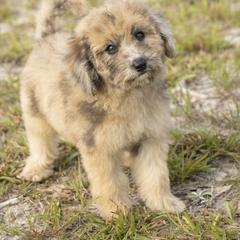 American Bully, Bernedoodle, Poodle, Sheepadoodle, and Whoodle Puppies from Wonderland’s Boujie Kennels