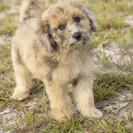 American Bully, Bernedoodle, Poodle, Sheepadoodle, and Whoodle Puppies from Wonderland’s Boujie Kennels