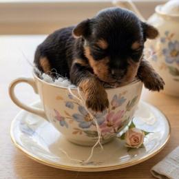 Little Girl purple - Black and tan female Yorkshire Terrier puppy in Hot Springs, Arkansas from Loving Laps (Yorkies raised right )