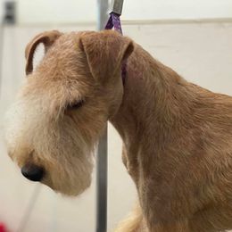 Lakeland Terriers from Bellplain