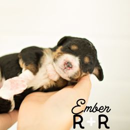 Bernedoodle Puppies from R+R Doodles