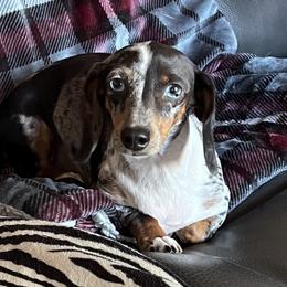 Akern - Dachshund